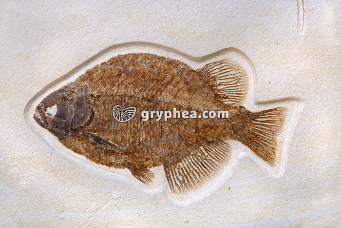Poisson fossile - gryphea.com